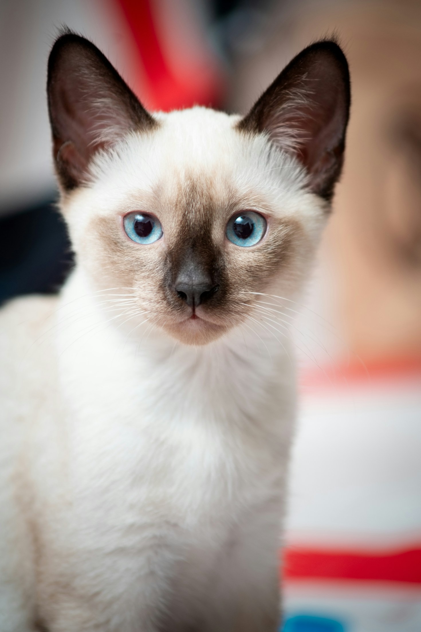 De geschiedenis van de Siamese kat onthuld