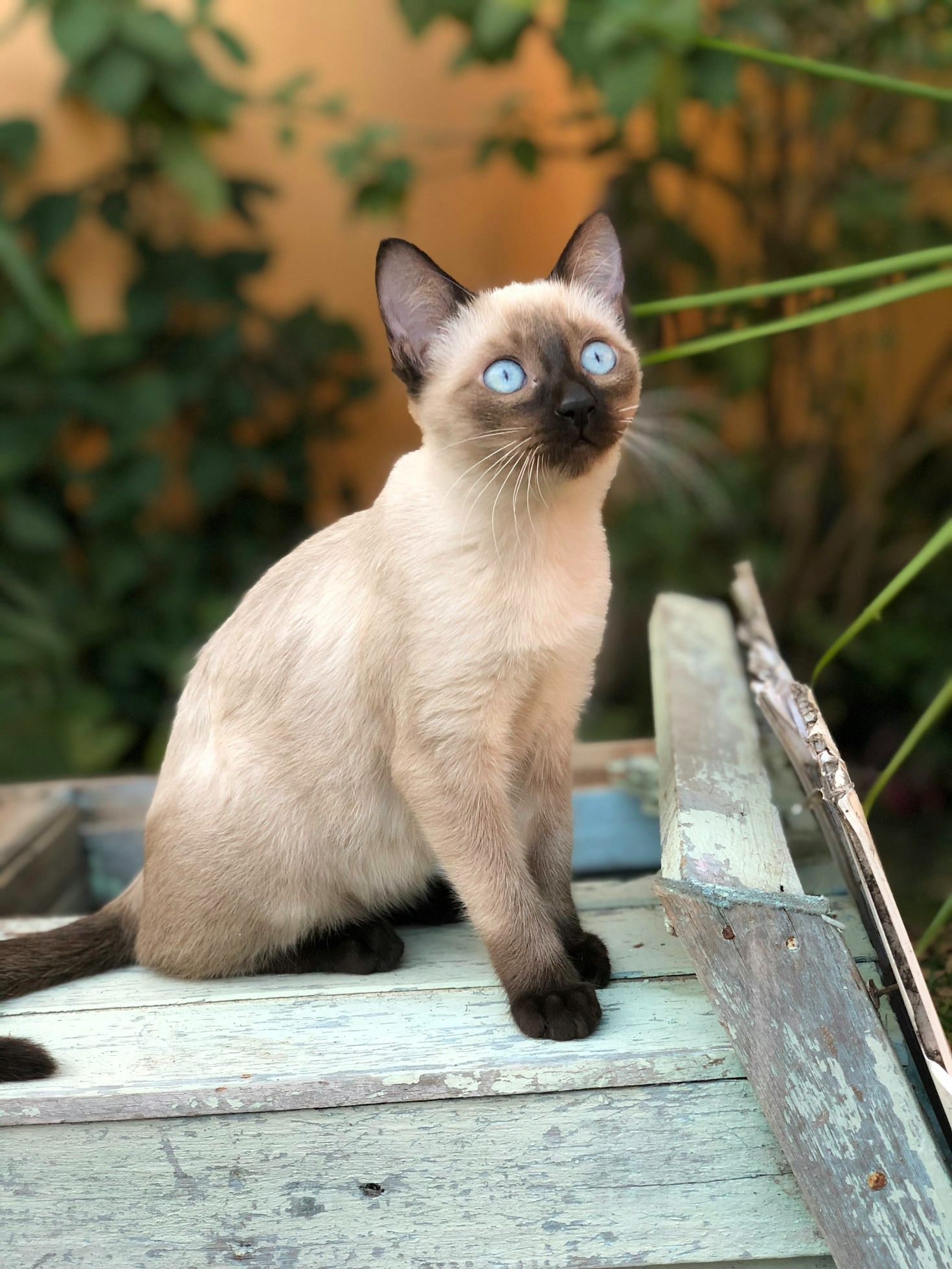 Hoe Neocat de kattenliefhebbers verbindt